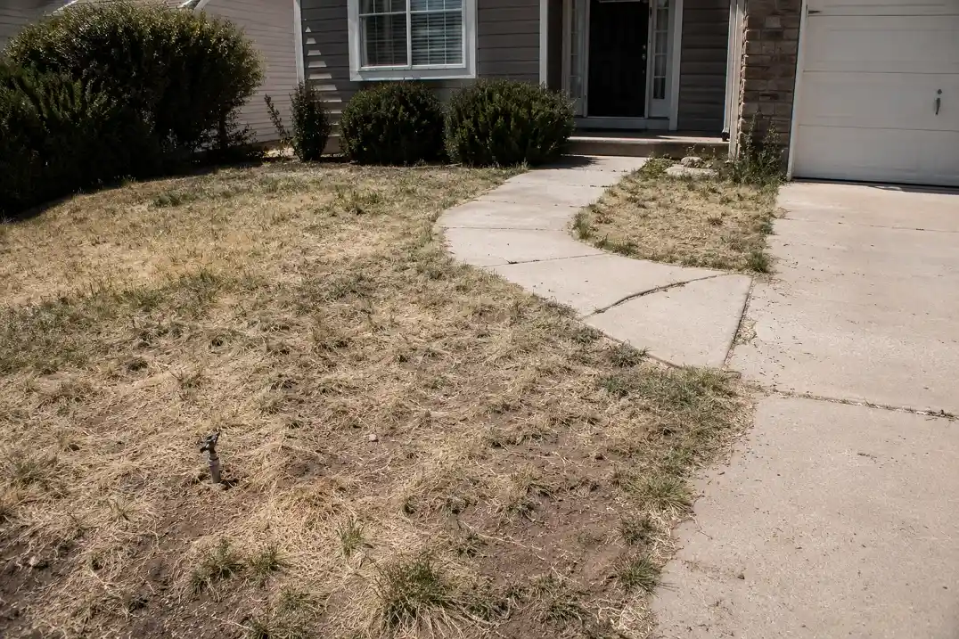 Architectural desert garden with ornamental grasses
