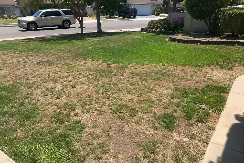After — Lush Xeriscape Design